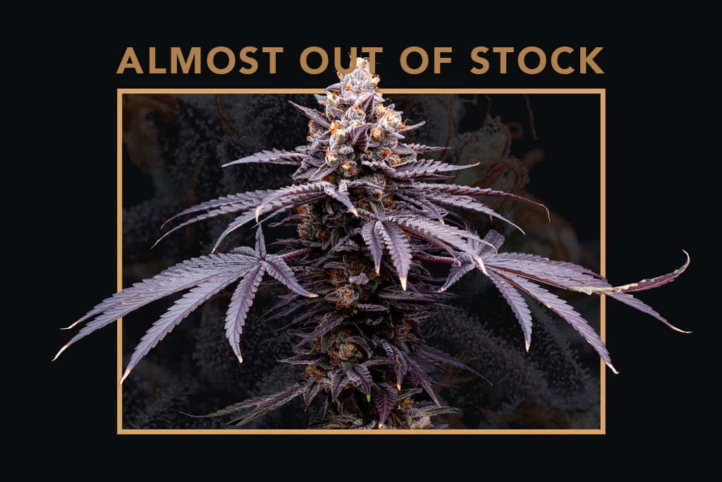 Mendo T - Almost Out of Stock