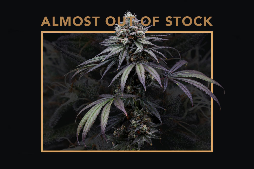 Skunk T - Almost Out of Stock