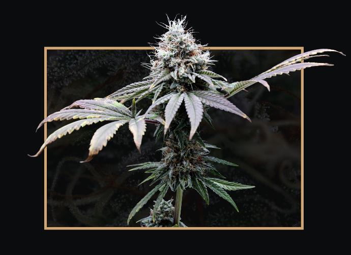 graine de cannabis lemon T S1 THC féminisée graine de cannabis lemon T S1 THC féminisée
