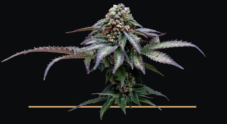 Lemon T male THC collection graine de cannabis Lemon T male THC collection graine de cannabis
