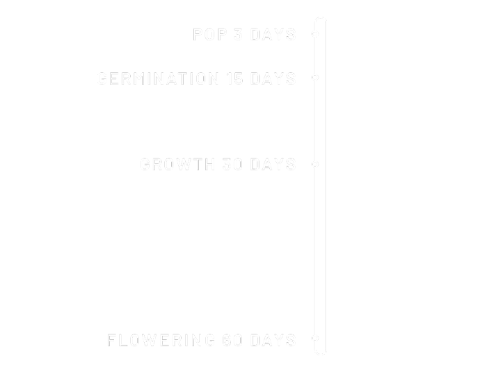 graine de cannabis THC living time line