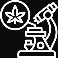 THC SEEDS