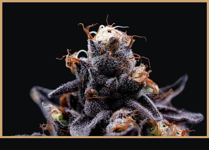 Graine de cannabis THC Mendo T mendocino Purps x Lemon T