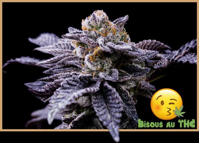Graine de cannabis THC noman Hosni Cookies catsu Cut x Lemon T