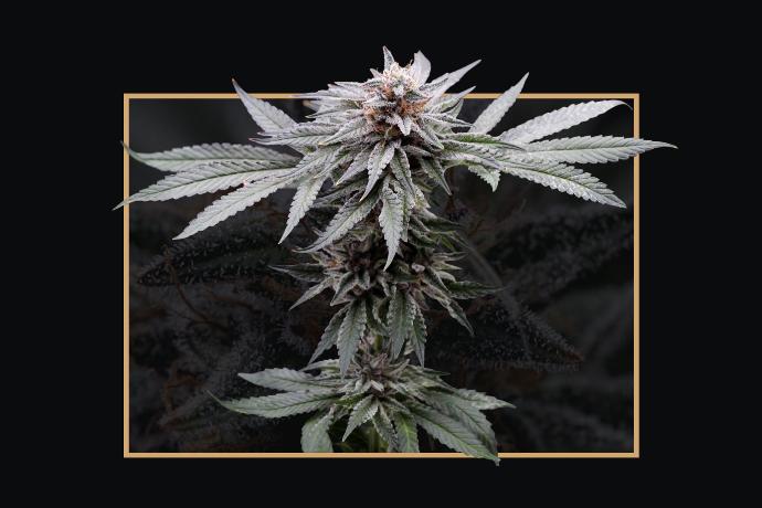 graine de cannabis Kush T THC féminisée