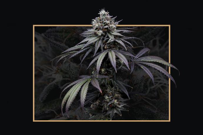 graine de cannabis Skunk T THC féminisée graine de cannabis Skunk T THC féminisée