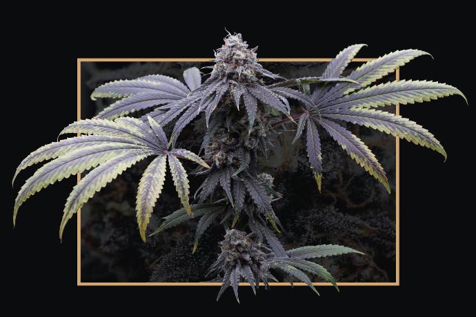 graine de cannabis Vanilla T THC féminisée graine de cannabis Vanilla T THC féminisée
