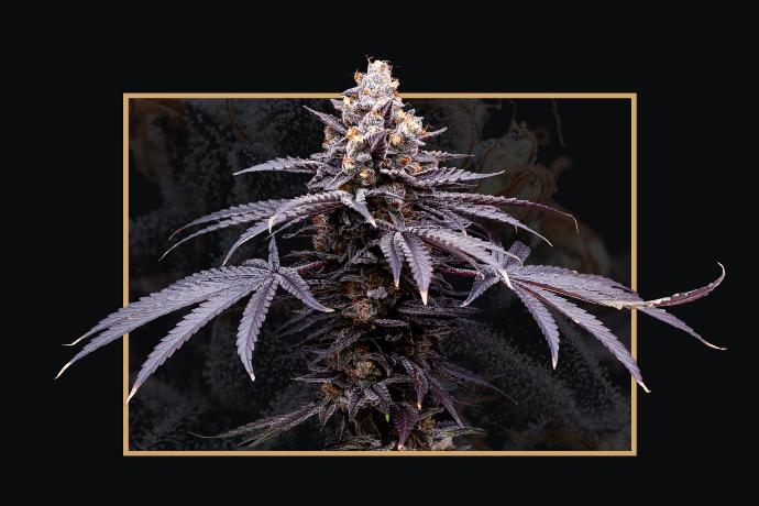 graine de cannabis Mendo T THC féminisée graine de cannabis Mendo T THC féminisée