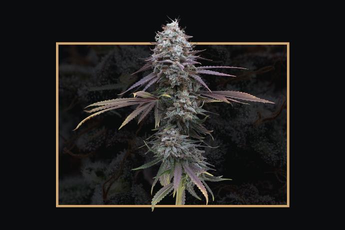 graine de cannabis mimo T THC féminisée graine de cannabis mimo T THC féminisée