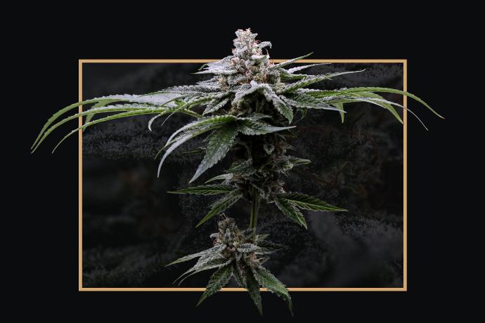 graine de cannabis Street T THC féminisée graine de cannabis Street T THC féminisée
