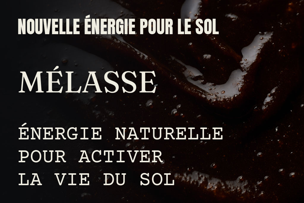 Melasse