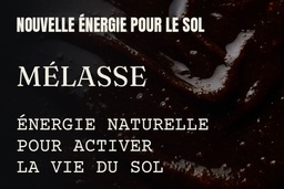 Melasse